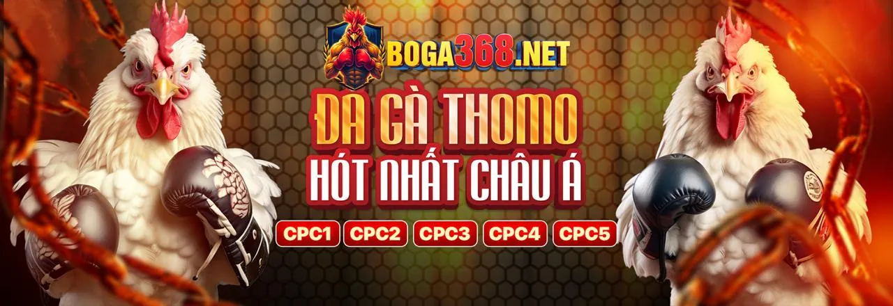 Sân đấu đá gà kịch tính tại hipclub trang chủ chính thức